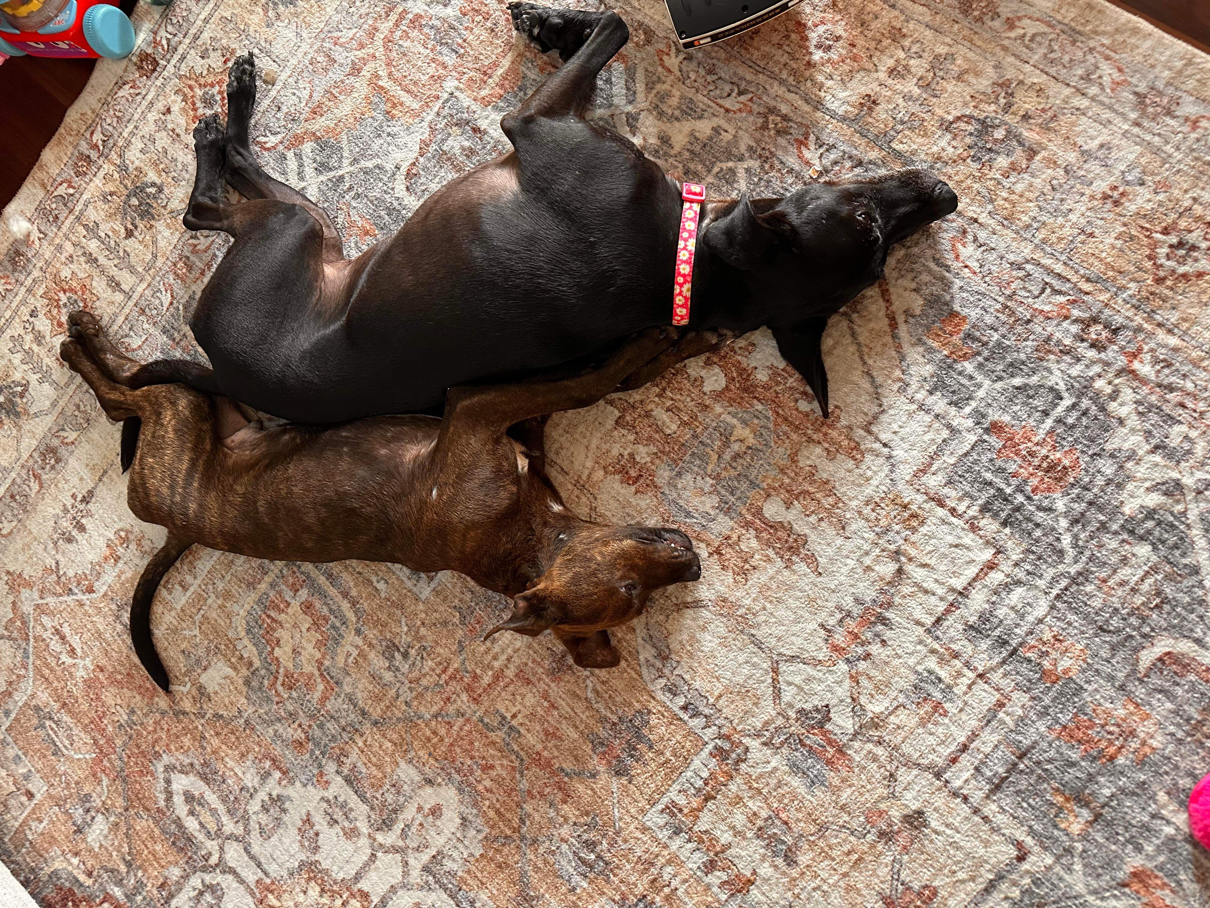 Dino, a Adopted Plott Hound in Humble, TX image 4/4