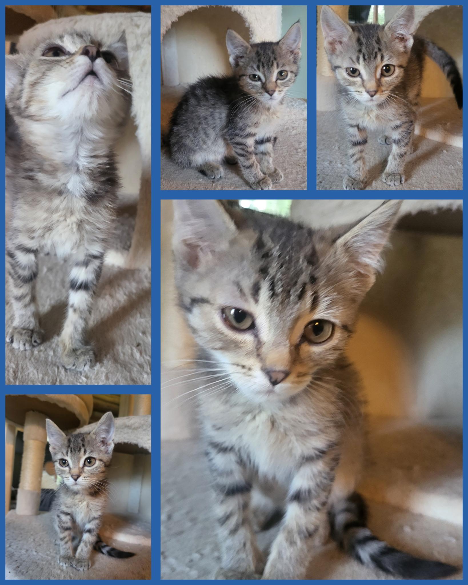 Enlarge Elsa, a Adoptable Tabby in Mansfield, PA image 1/1