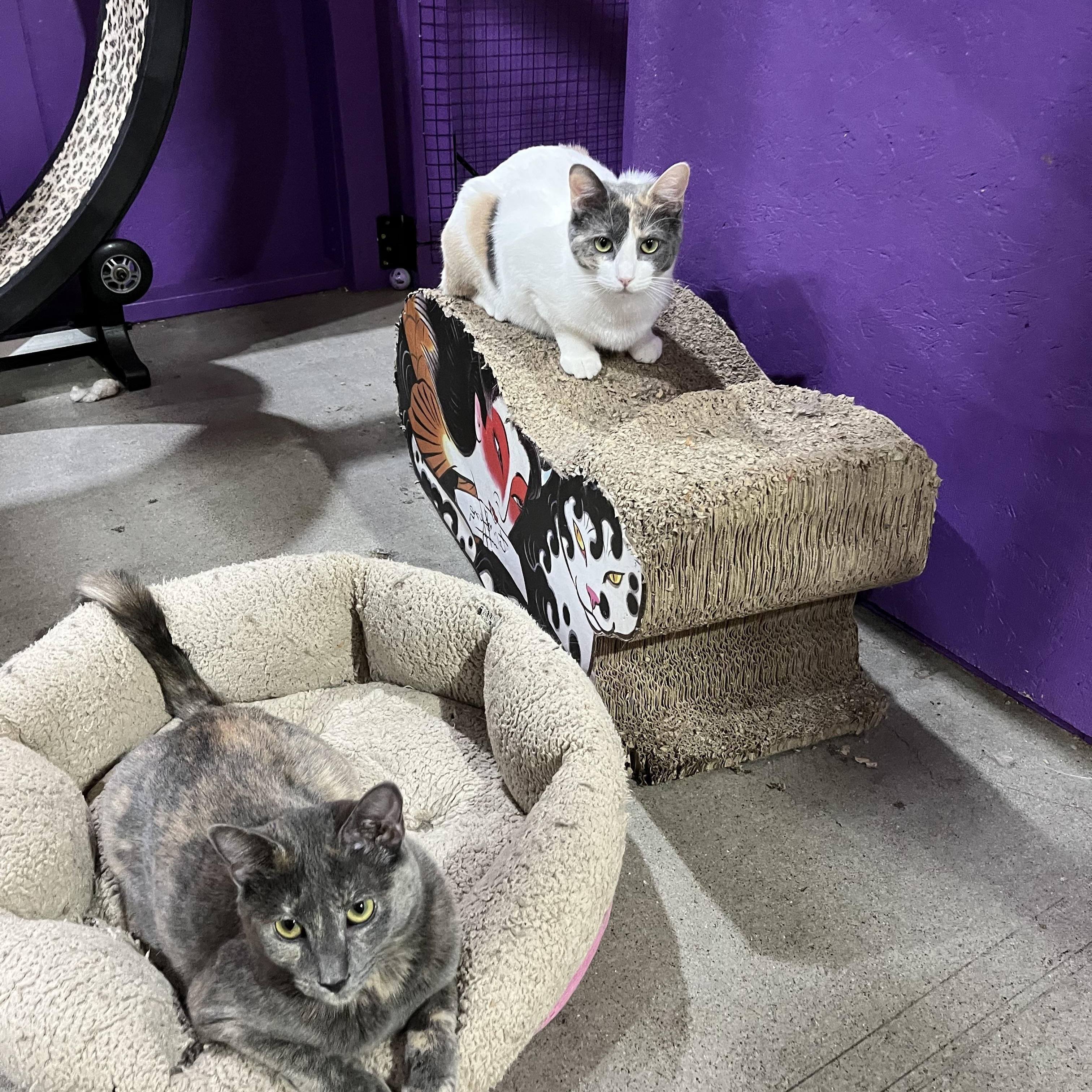 Blanca, a Adoptable mixed breed in Albuquerque, NM image 4/4