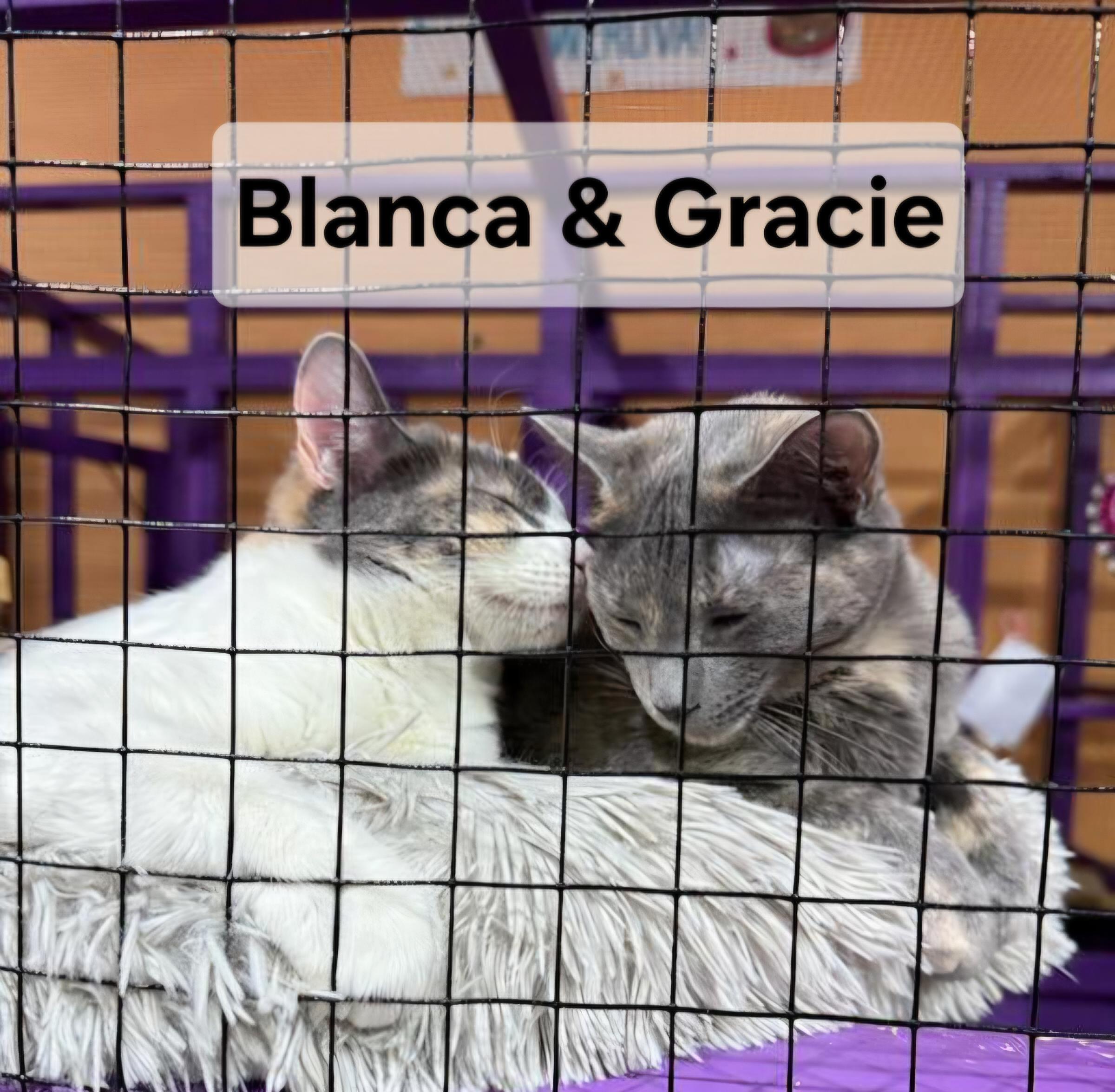 Blanca, a Adoptable mixed breed in Albuquerque, NM image 3/4