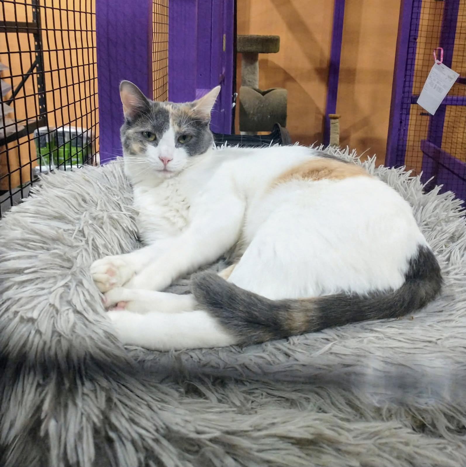 Blanca, a Adoptable mixed breed in Albuquerque, NM image 1/4