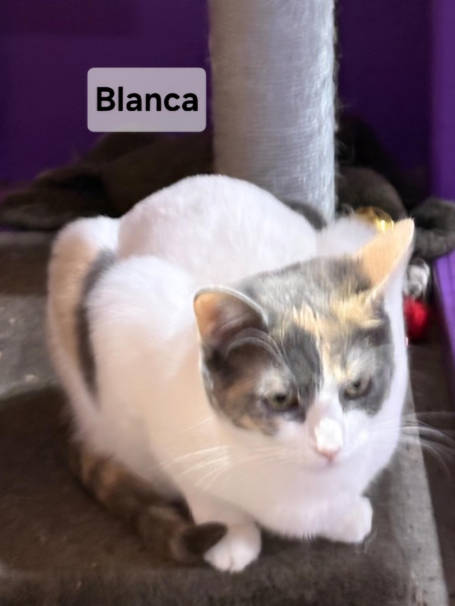 Blanca, a Adoptable mixed breed in Albuquerque, NM image 2/4
