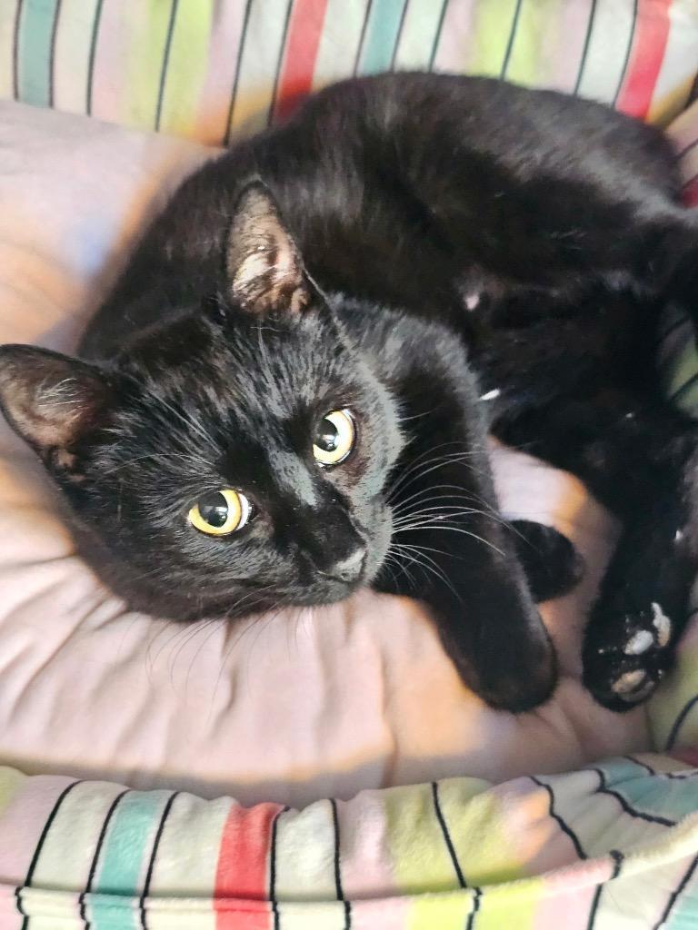 Easter, Adoptable, Kitten Female Domestic Short Hair.