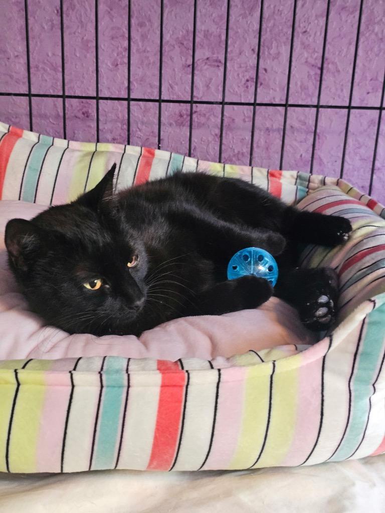 Enlarge Easter, a Adoptable mixed breed in Shawnee, KS image 2/2
