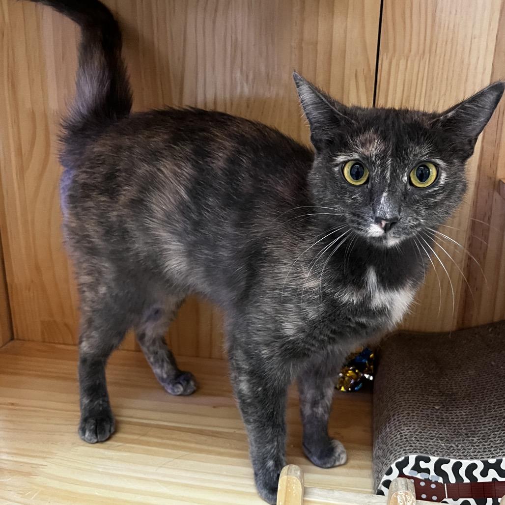 Enlarge Paisley, a Adoptable Domestic Short Hair in Yucca Valley, CA image 1/6