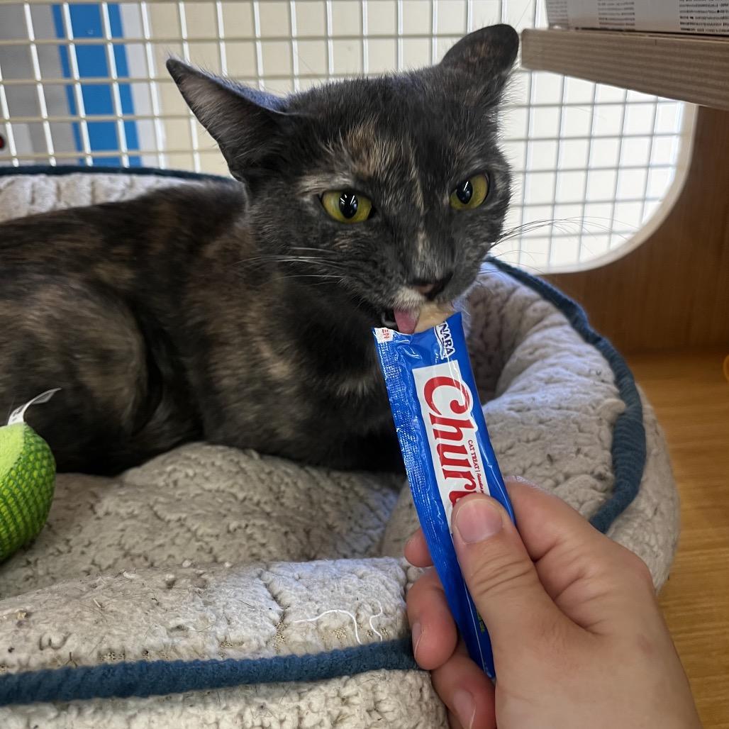 Enlarge Paisley, a Adoptable Domestic Short Hair in Yucca Valley, CA image 2/6