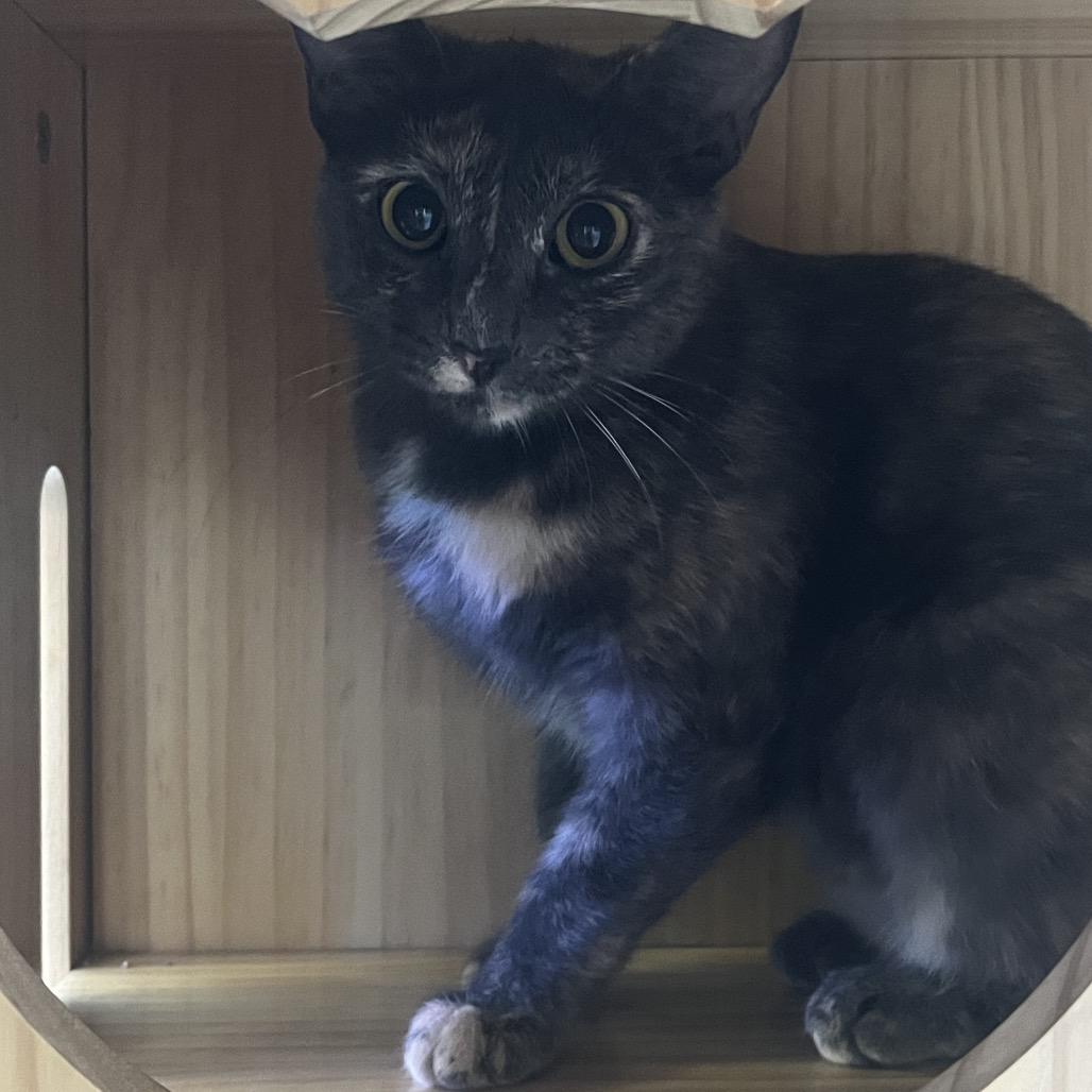 Enlarge Paisley, a Adoptable Domestic Short Hair in Yucca Valley, CA image 3/6