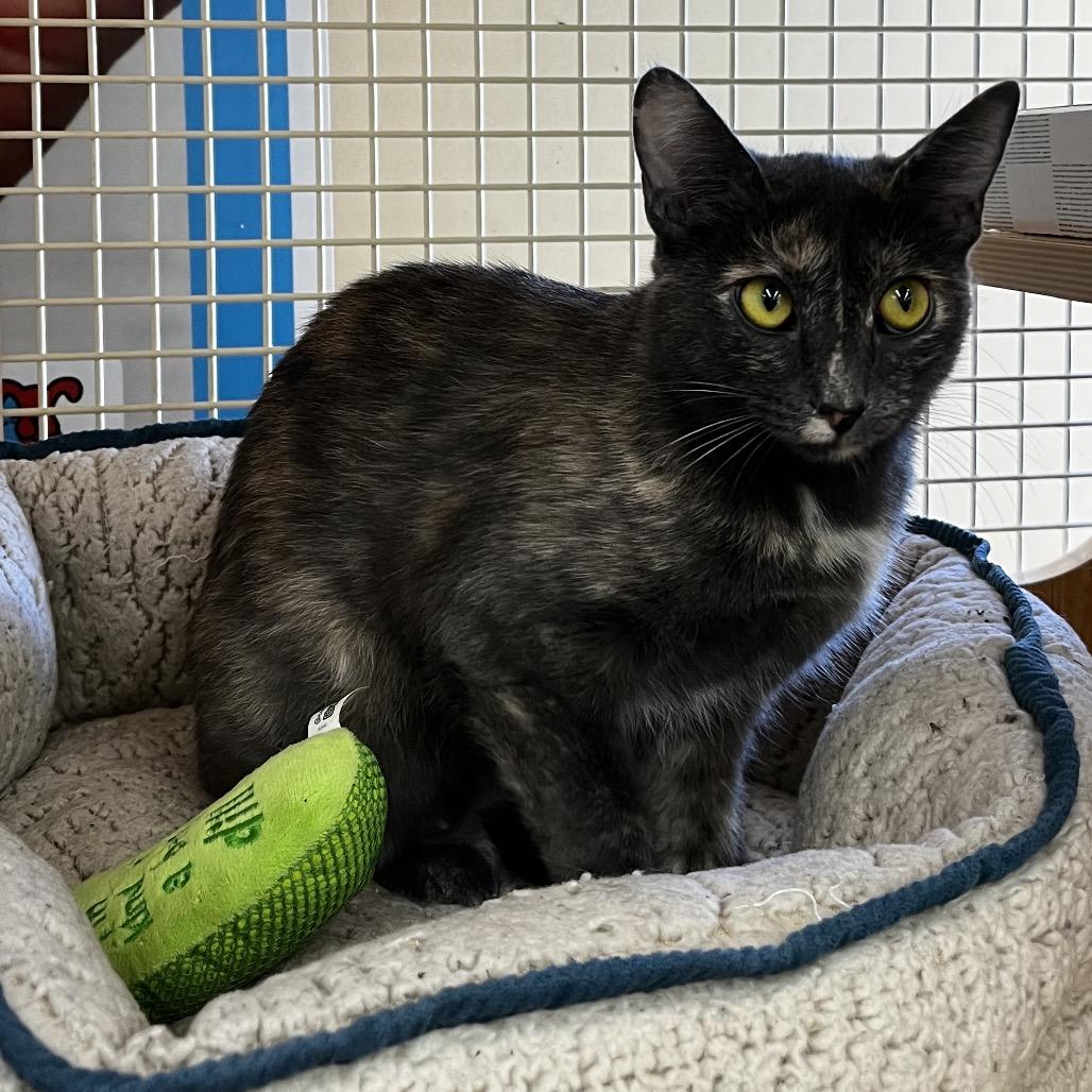 Enlarge Paisley, a Adoptable Domestic Short Hair in Yucca Valley, CA image 4/6