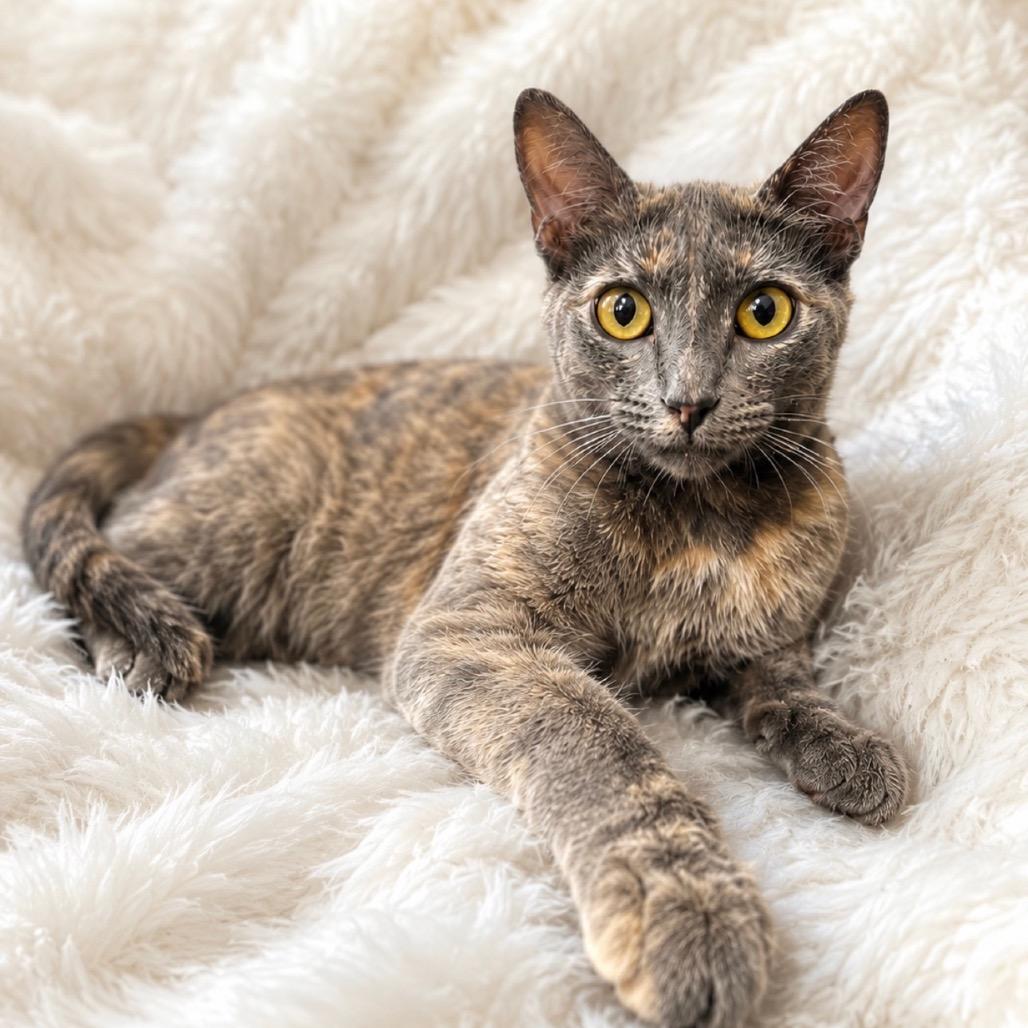 Enlarge Paisley, a Adoptable Domestic Short Hair in Yucca Valley, CA image 5/6