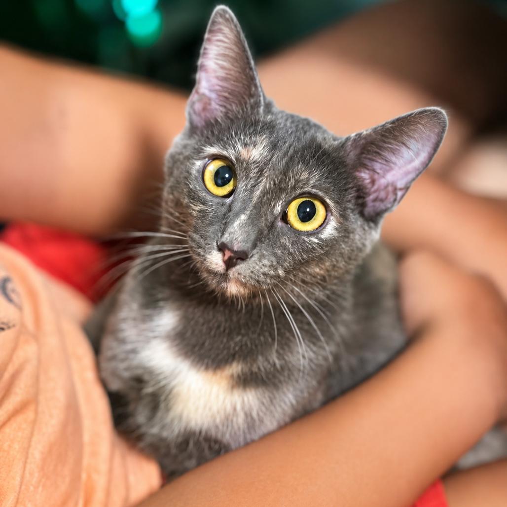 Enlarge Paisley, a Adoptable Domestic Short Hair in Yucca Valley, CA image 6/6