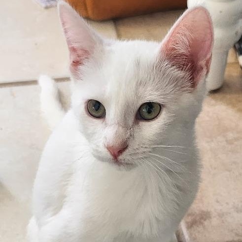 Winter, an adopted Domestic Short Hair in Mesquite, NV image 2/2