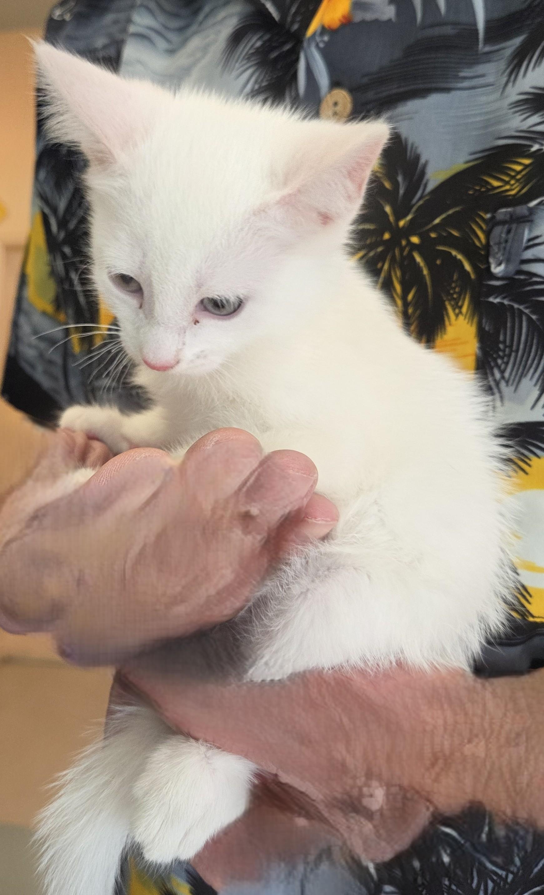 Winter, ADOPTABLE, Young Male Domestic Short Hair.