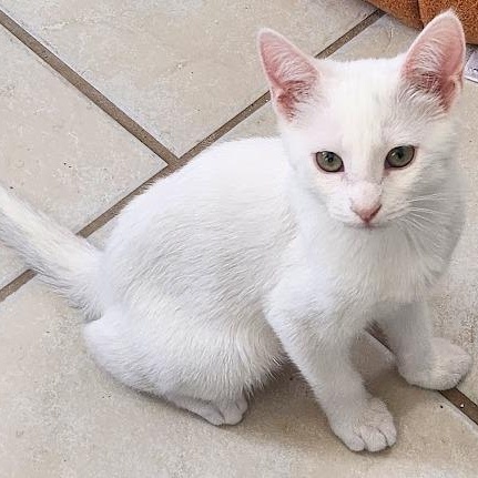 Winter, an adopted Domestic Short Hair in Mesquite, NV image 1/2
