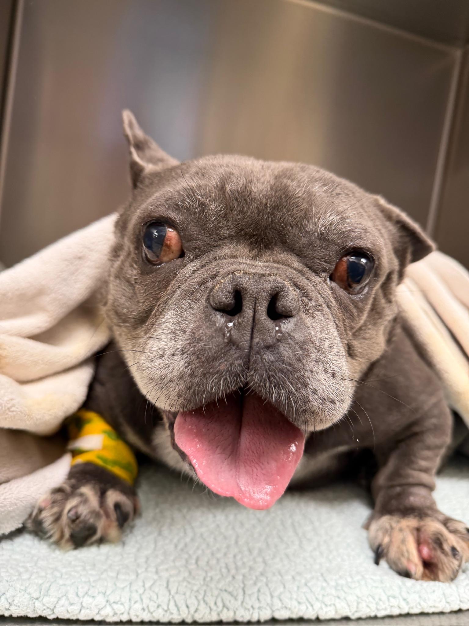 Blossom, Adoptable, Adult Female French Bulldog & English Bulldog.