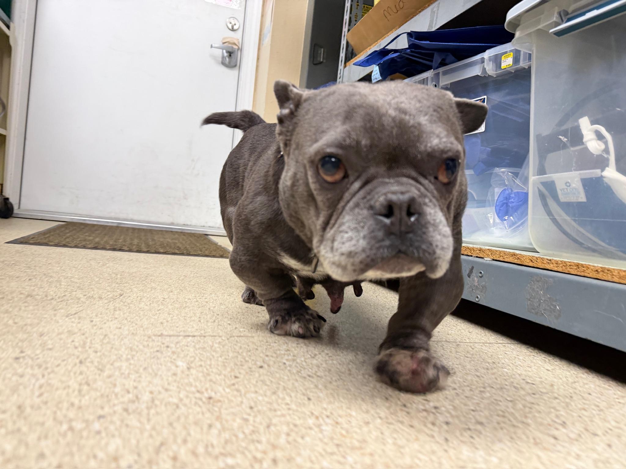 Blossom, a Adoptable mixed breed in Eugene, OR image 3/3