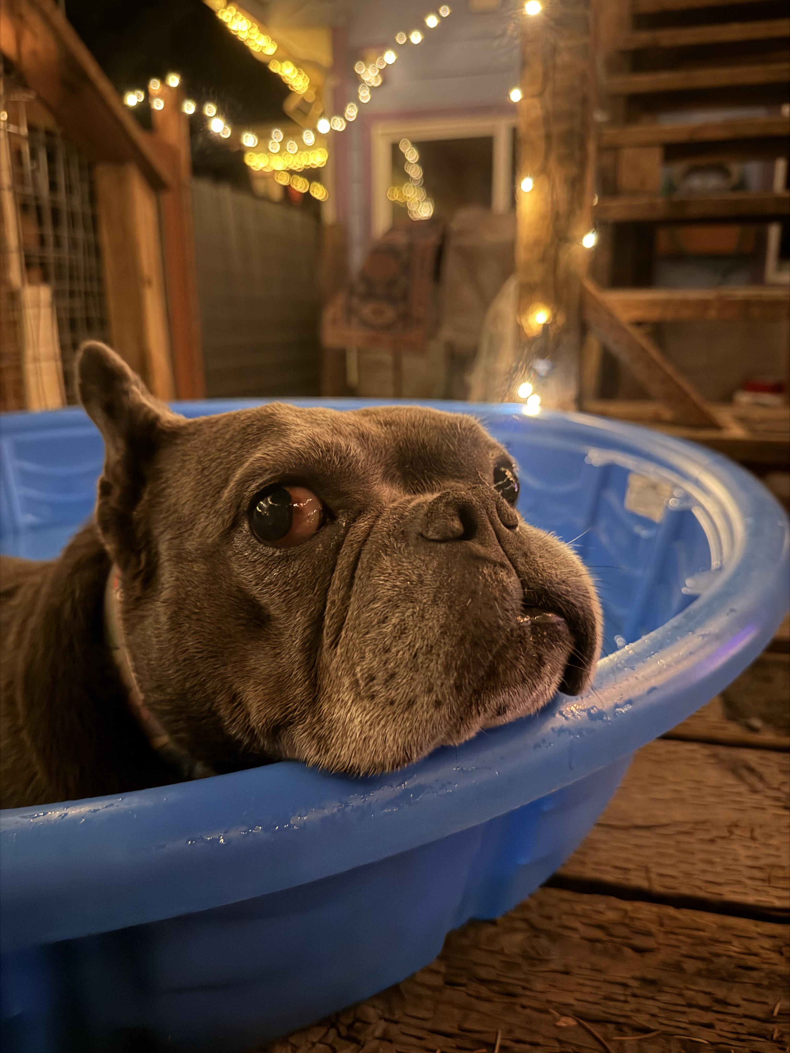 Enlarge Blossom, an adoptable mixed breed in Eugene, OR image 1/4