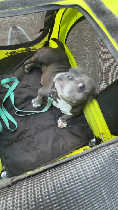 Enlarge Blossom, a Adoptable mixed breed in Eugene, OR video 2/3