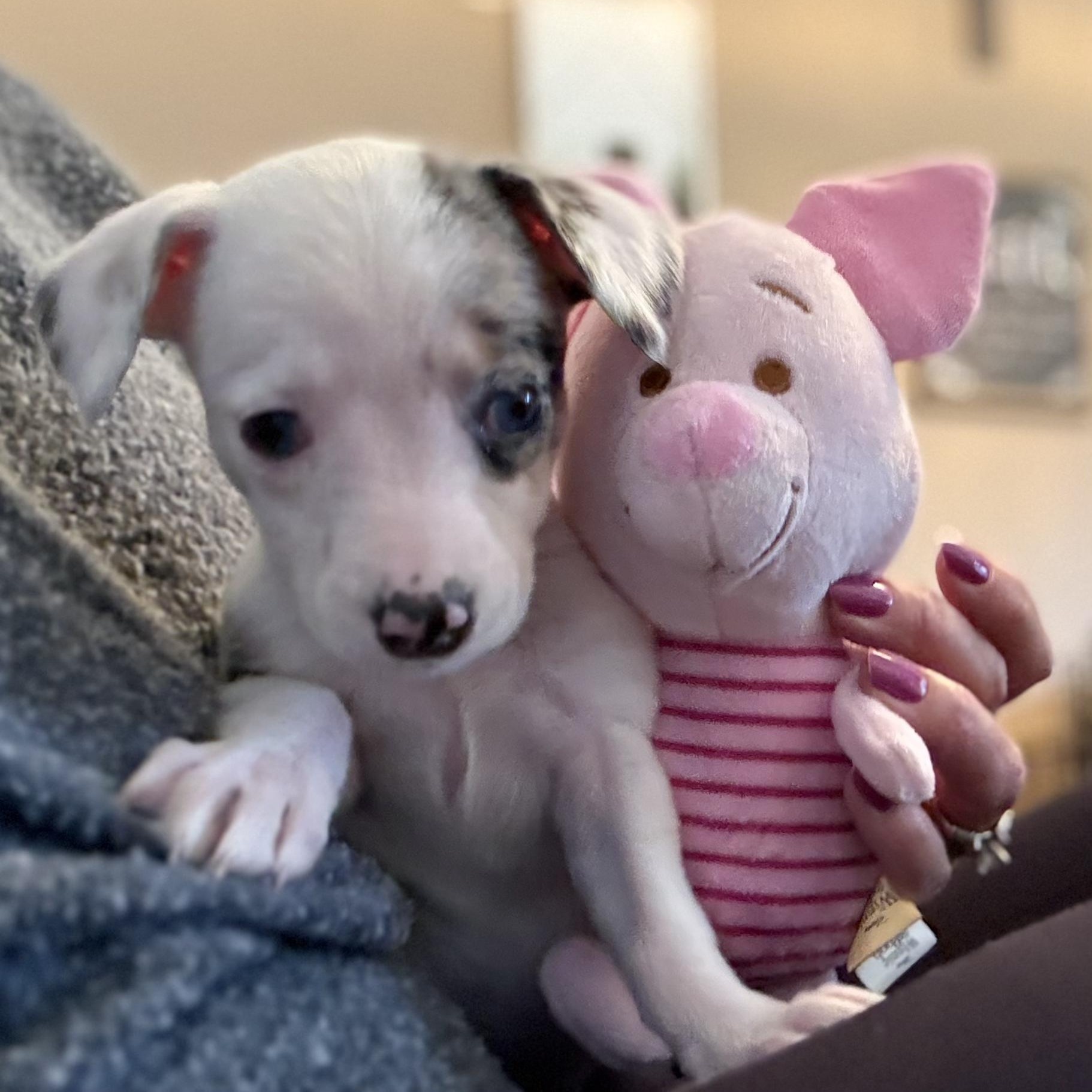 Enlarge Bobbi-PENDING ADOPTION, an adopted mixed breed in Mount Bethel, PA image 1/4