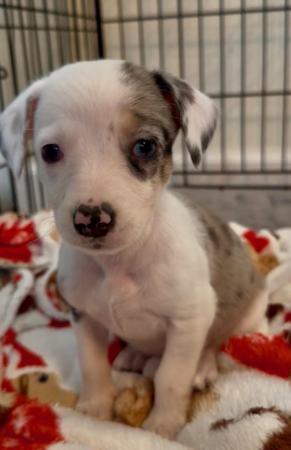 Enlarge Bobbi-PENDING ADOPTION, an adopted mixed breed in Mount Bethel, PA image 2/4