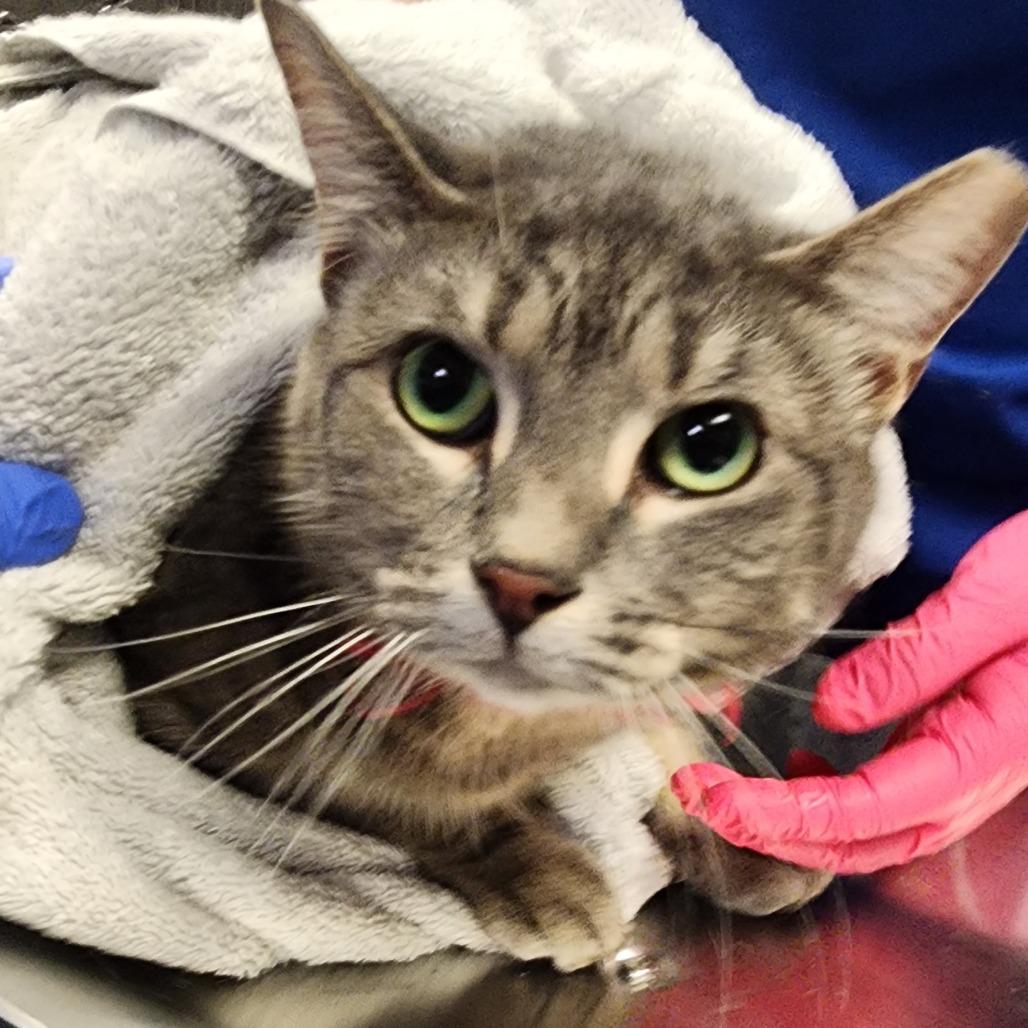 Enlarge Maggie, a Adoptable Domestic Short Hair in Greenville, SC image 1/1