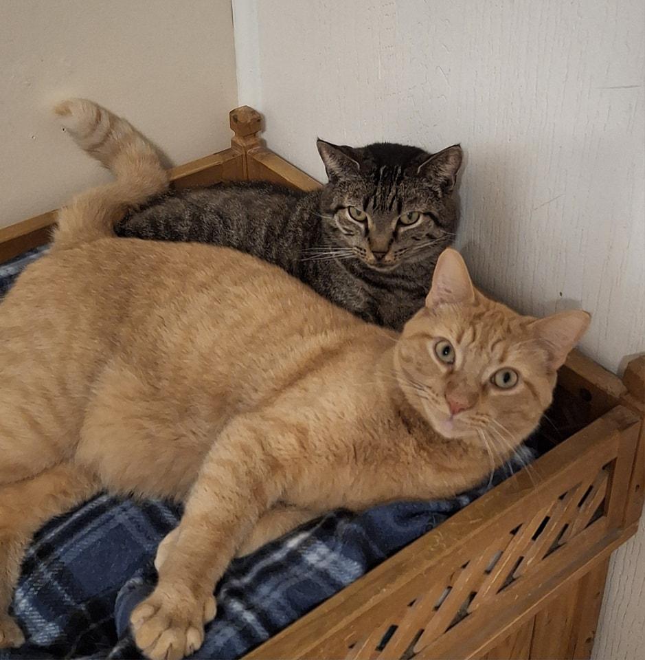 Kiri, a Adoptable Domestic Short Hair in Vine Grove, KY image 3/6