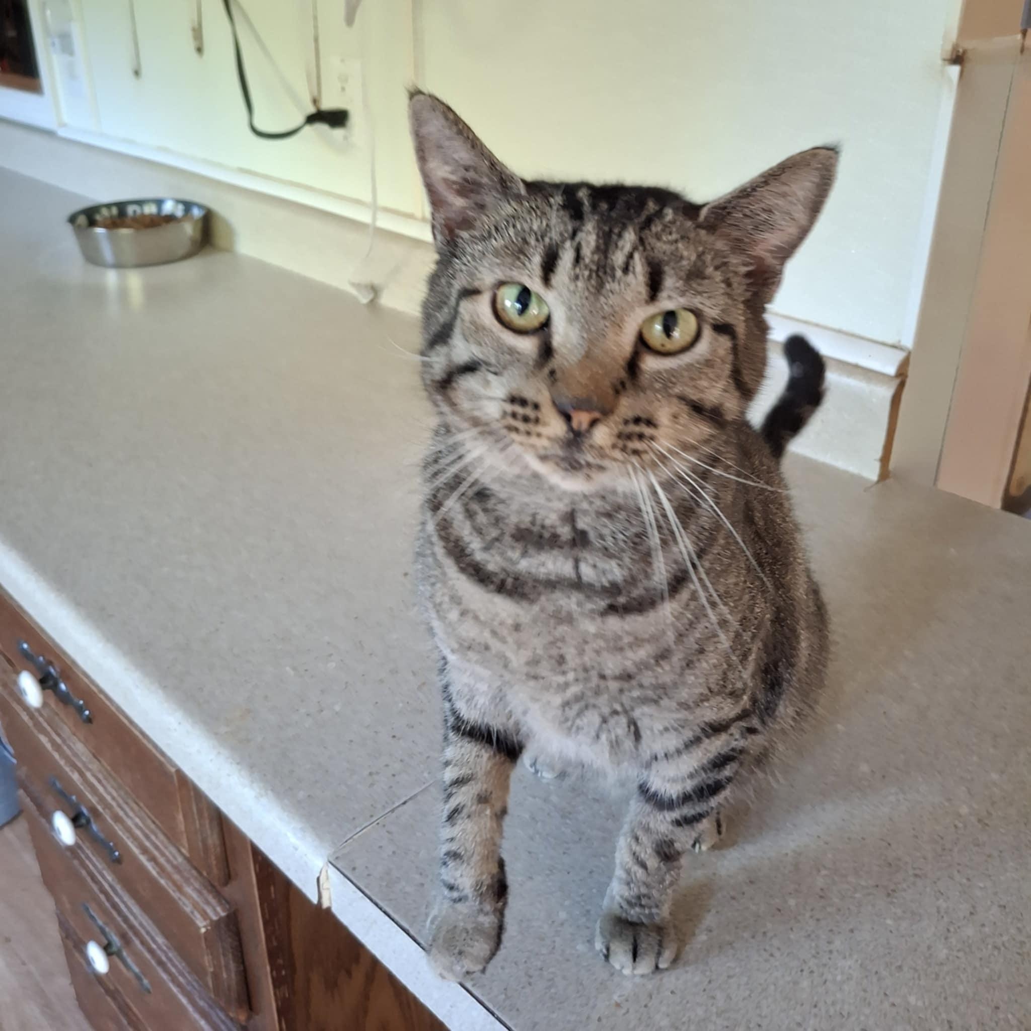 Kiri, a Adoptable Domestic Short Hair in Vine Grove, KY image 2/6