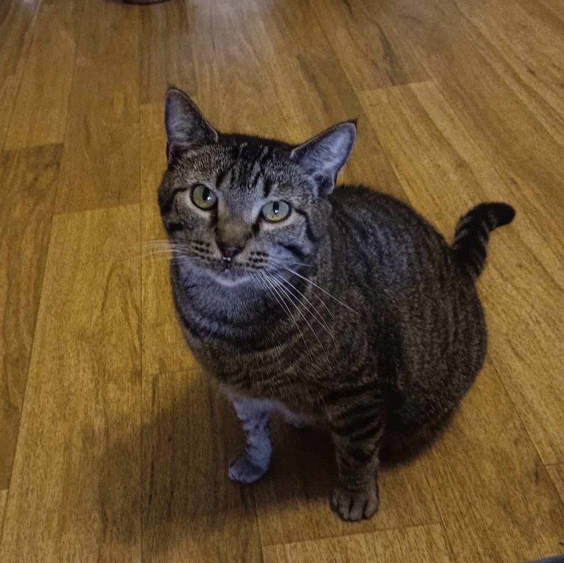 Kiri, a Adoptable Domestic Short Hair in Vine Grove, KY image 4/6