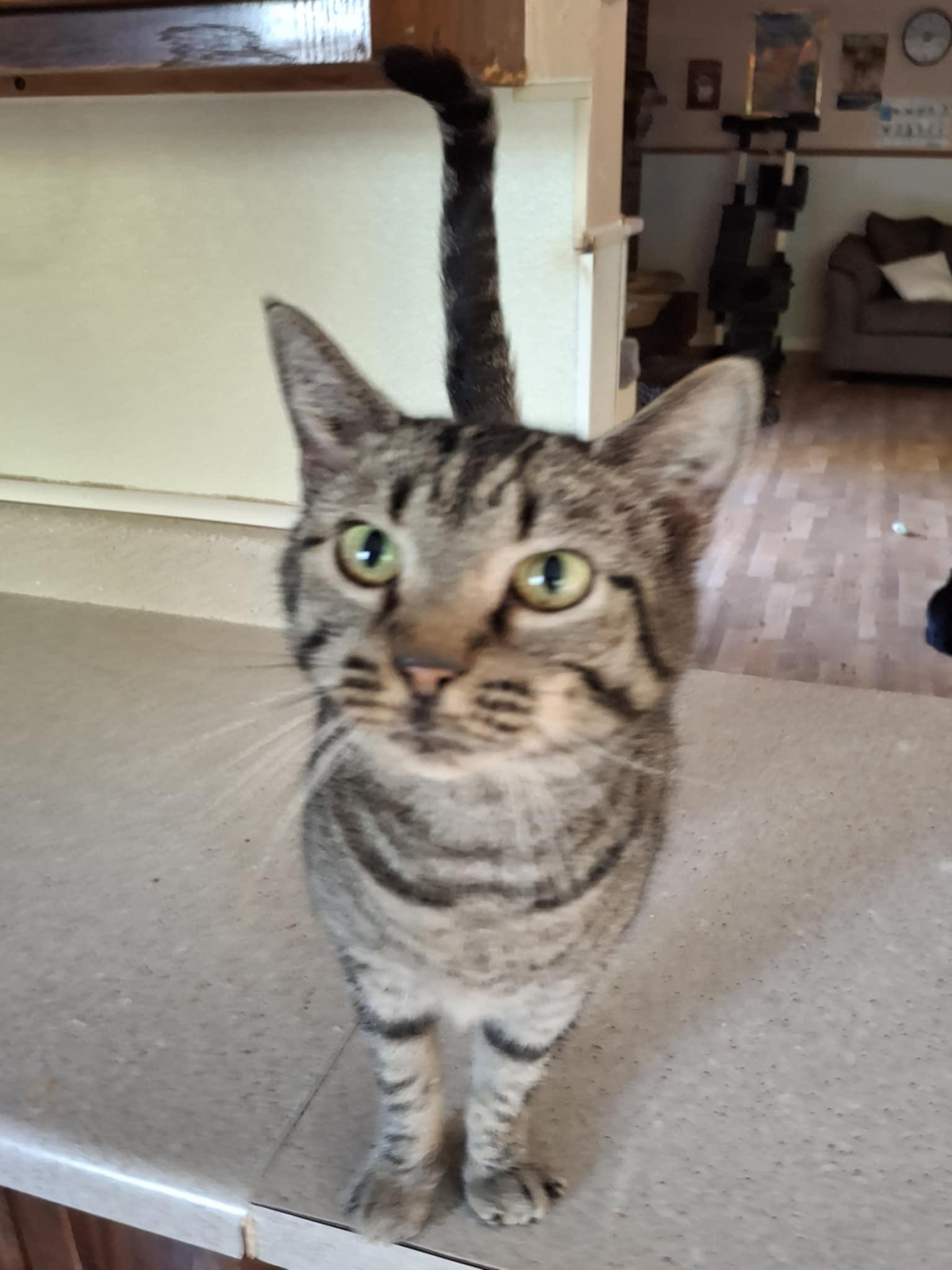 Kiri, a Adoptable Domestic Short Hair in Vine Grove, KY image 5/6