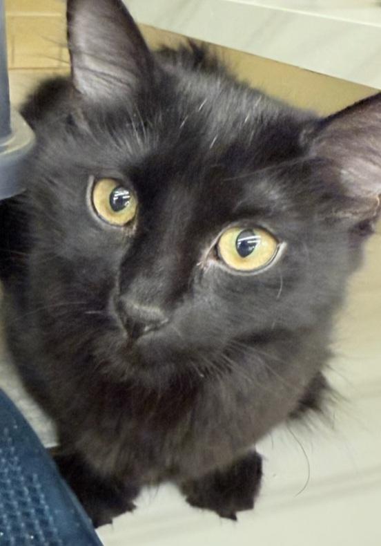 Cindy, a ADOPTABLE Domestic Medium Hair in Grand Prairie, TX image 3/3