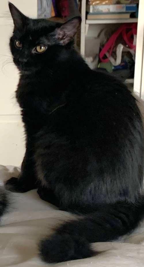 Enlarge Cindy, a ADOPTABLE Domestic Medium Hair in Fort Worth, TX image 3/4