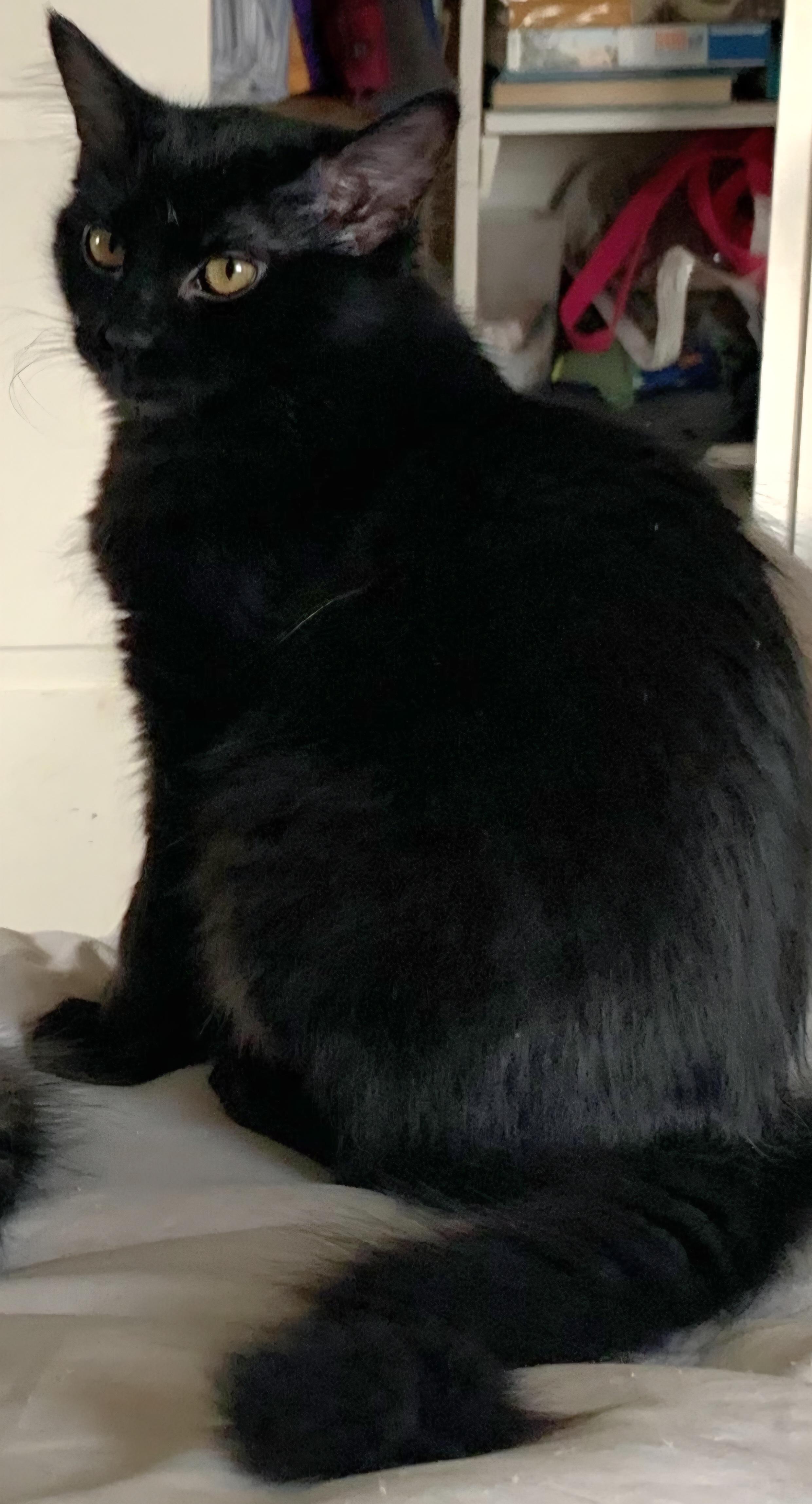 Cindy, ADOPTABLE, Young Female Domestic Medium Hair.