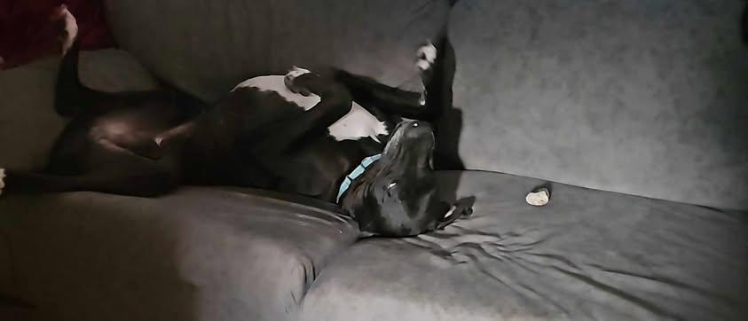 Enlarge Tarin (bonded w/ Moonwatcher), a Adoptable Great Dane in Toledo, OH image 2/6