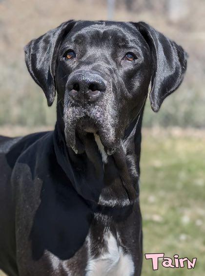 Enlarge Tarin (bonded w/ Moonwatcher), a Adoptable Great Dane in Toledo, OH image 4/6