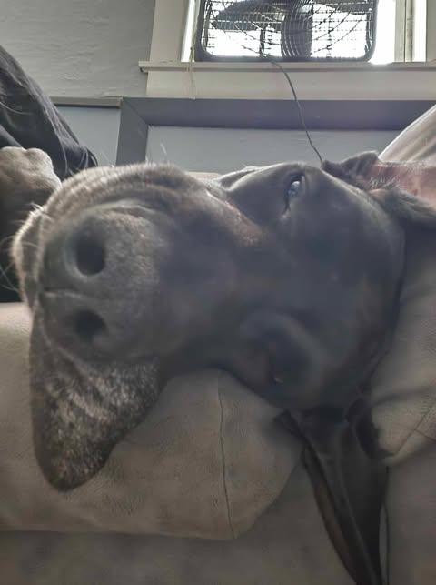 Enlarge Tarin (bonded w/ Moonwatcher), a Adoptable Great Dane in Toledo, OH image 5/6