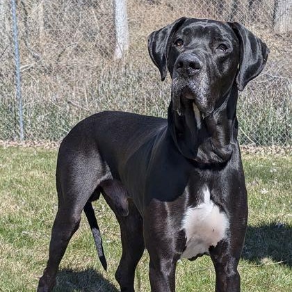Tarin (bonded w/ Moonwatcher), Adoptable, Adult Male Great Dane.