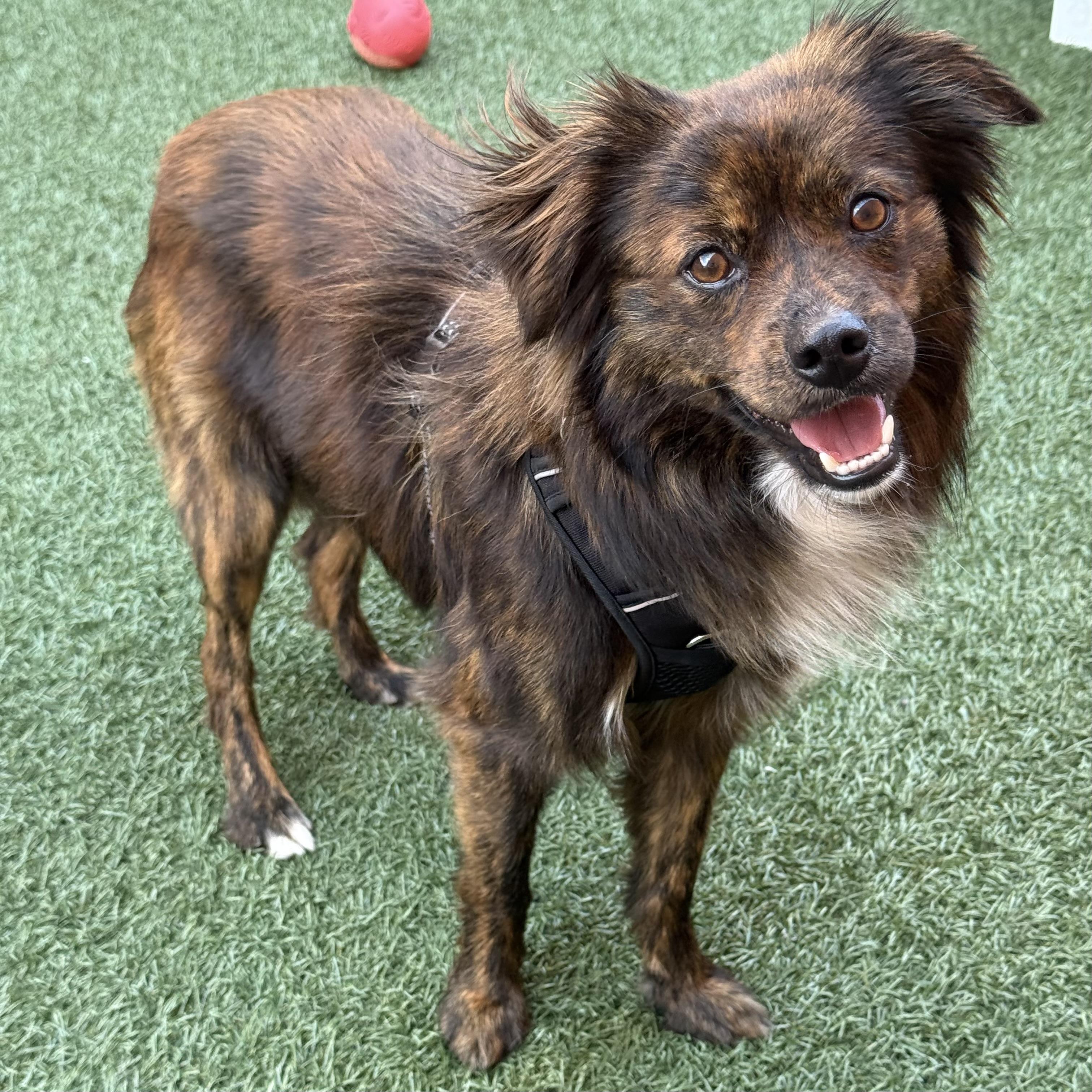 Jager, an adoptable mixed breed in Itasca, IL image 1/2