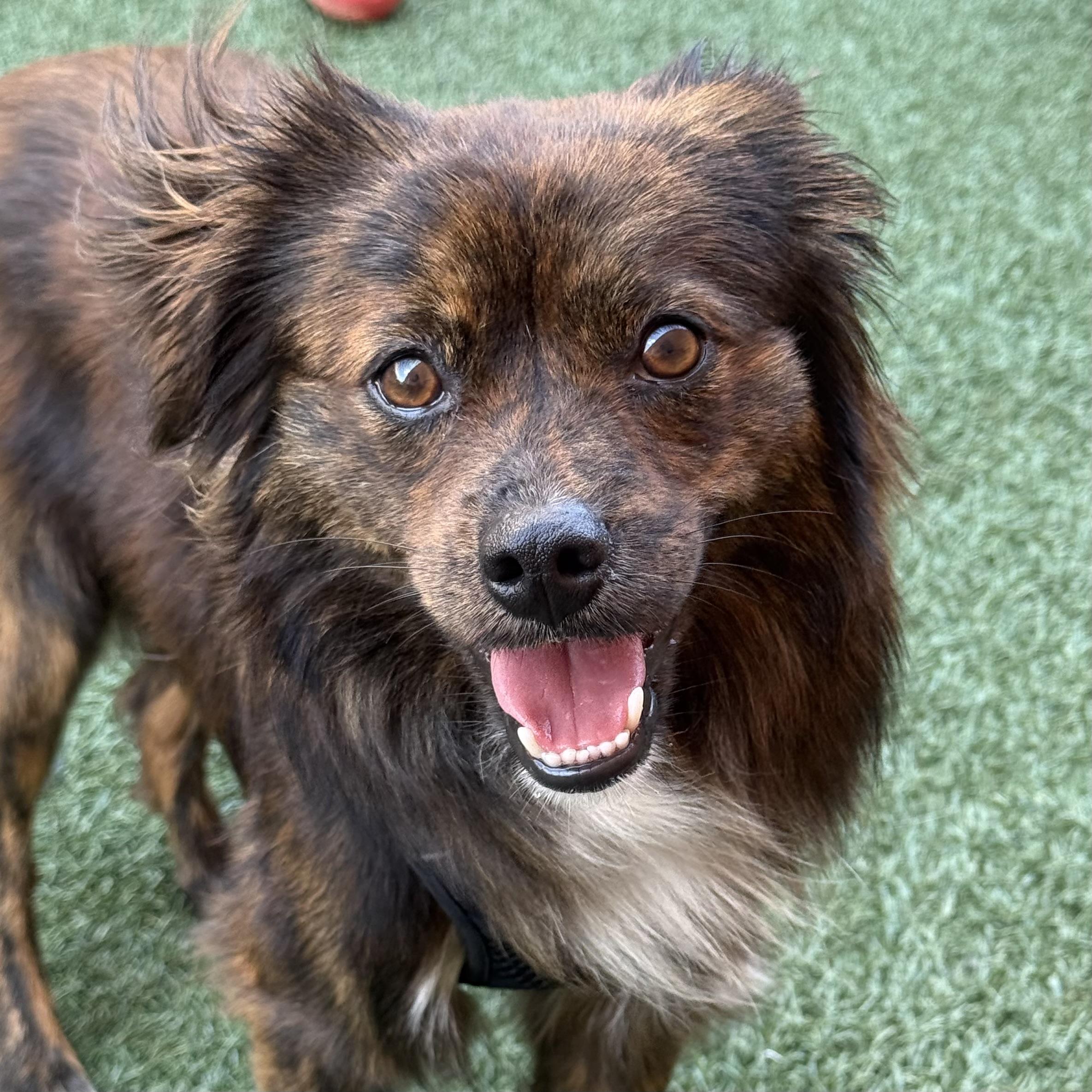 Jager, an adoptable mixed breed in Itasca, IL image 2/2