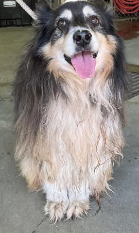 SARAH B, Adoptable, Adult Female Australian Shepherd & Mixed Breed.