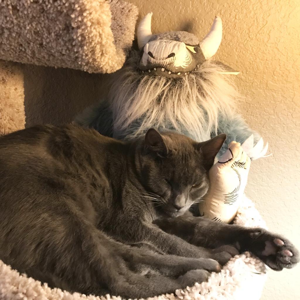 Enlarge Luna, a Adoptable Domestic Short Hair in Pleasant Hill, CA image 2/6