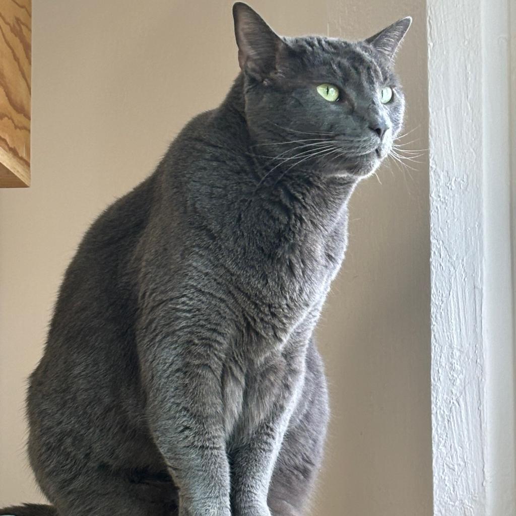 Enlarge Luna, a Adoptable Domestic Short Hair in Pleasant Hill, CA image 6/6