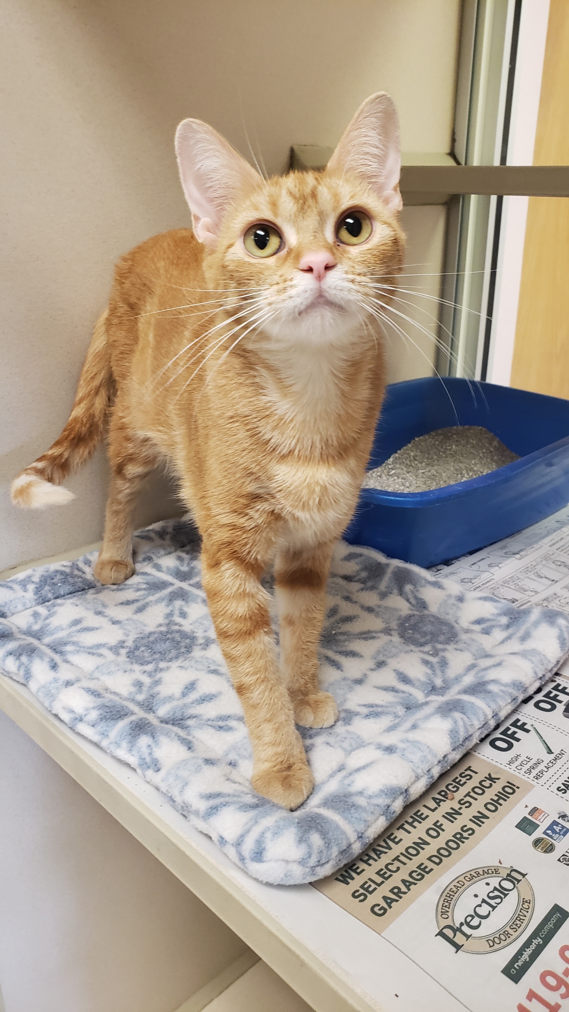 Cat for adoption Ginger, a Domestic Short Hair in Mansfield, OH