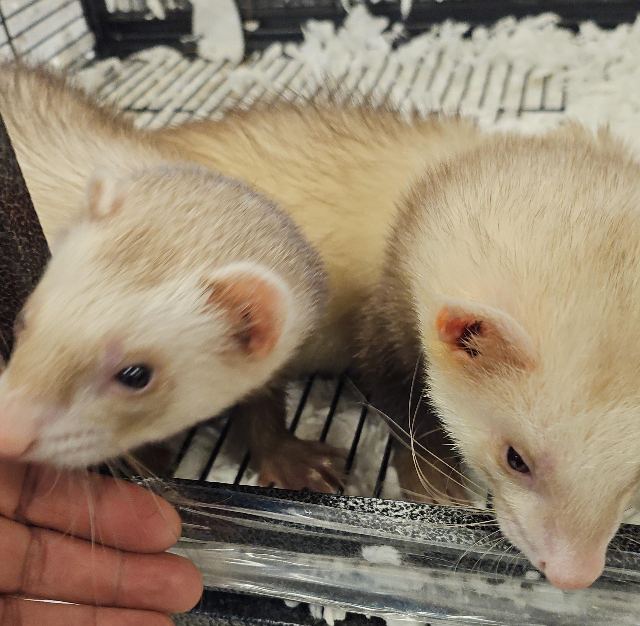 Jack & Kiera, a ADOPTABLE Ferret in South Elgin, IL image 1/3