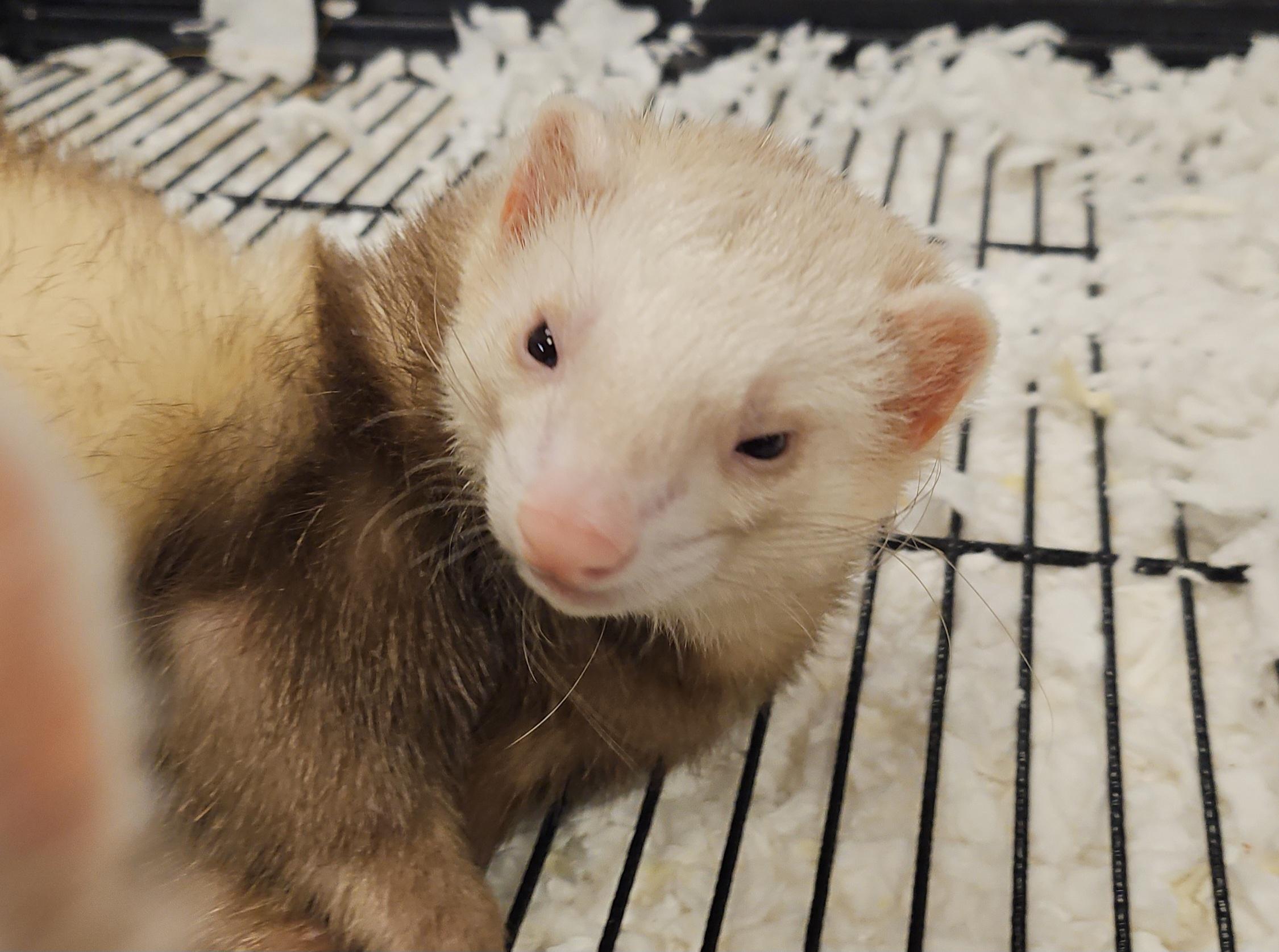 Jack & Kiera, a ADOPTABLE Ferret in South Elgin, IL image 3/3