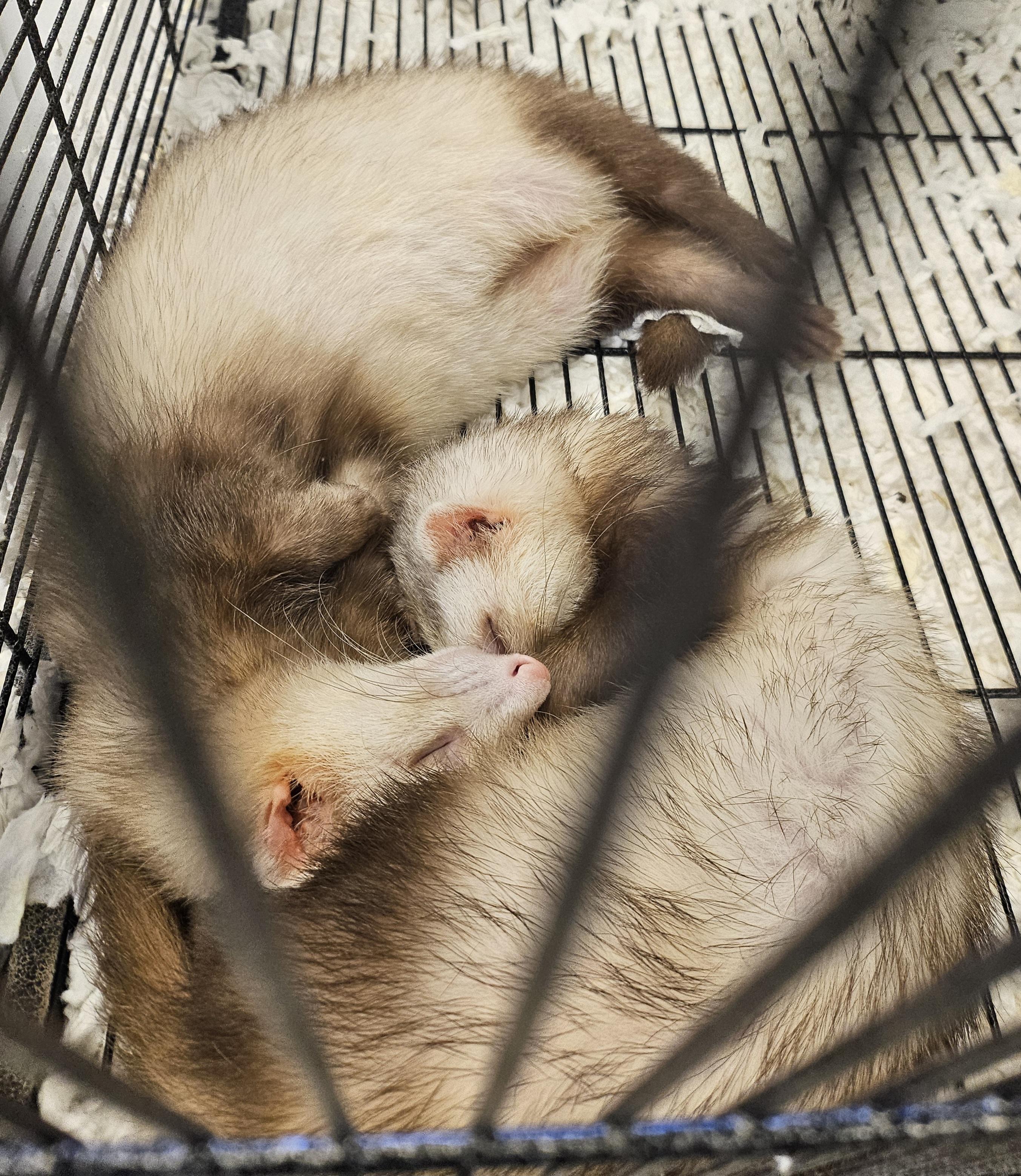 Jack & Kiera, a ADOPTABLE Ferret in South Elgin, IL image 2/3