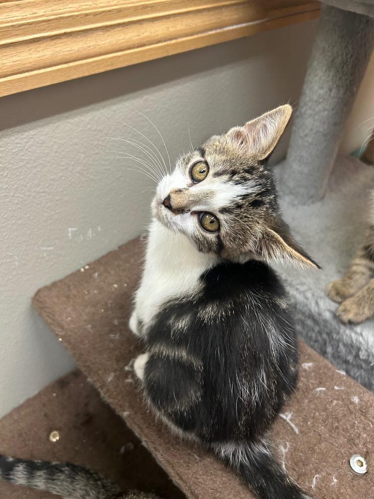 Enlarge Athena, a Adoptable mixed breed in Spooner, WI image 1/1