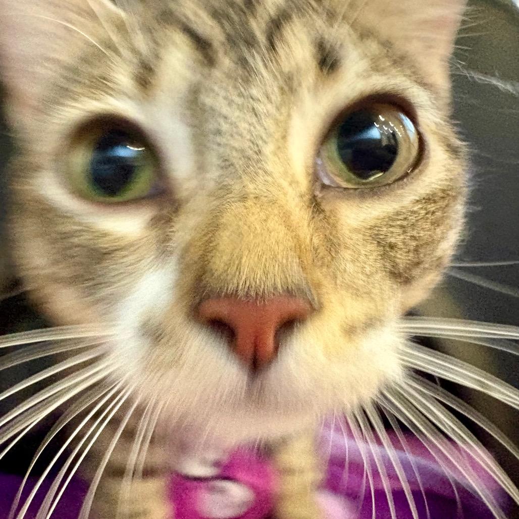 Maisy, Adoptable, Adult Female Domestic Short Hair.