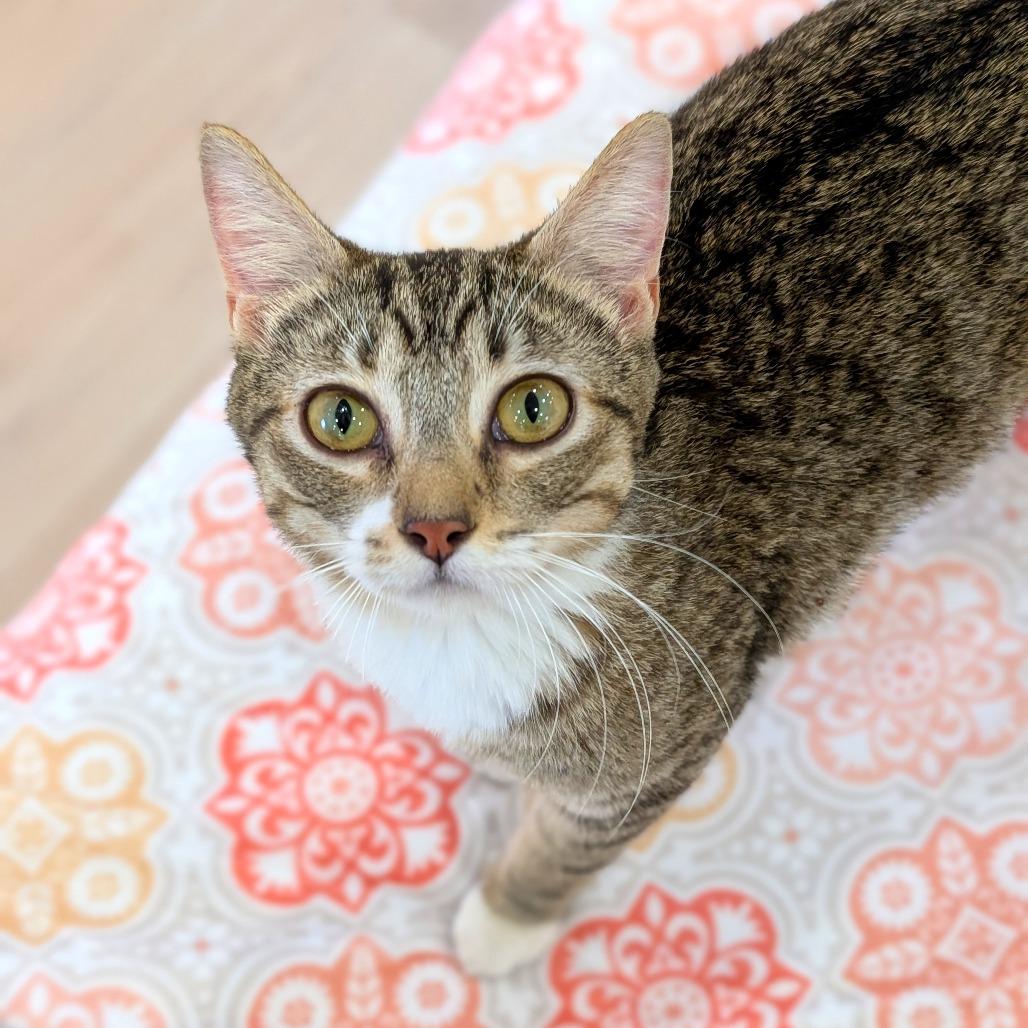 Enlarge Maisy, a Adoptable Domestic Short Hair in Spokane, WA image 2/3