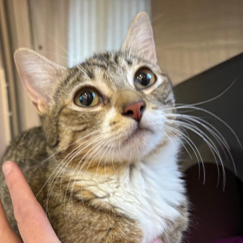 Enlarge Maisy, a Adoptable Domestic Short Hair in Spokane, WA image 3/3