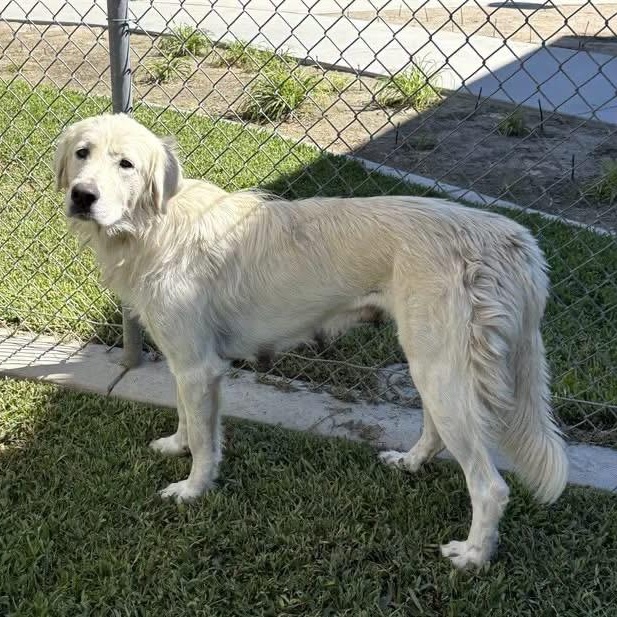 Enlarge Snowball, a Adopted mixed breed in Yaphank, NY image 5/6