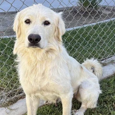 Snowball, Adopted, Adult Female Great Pyrenees.